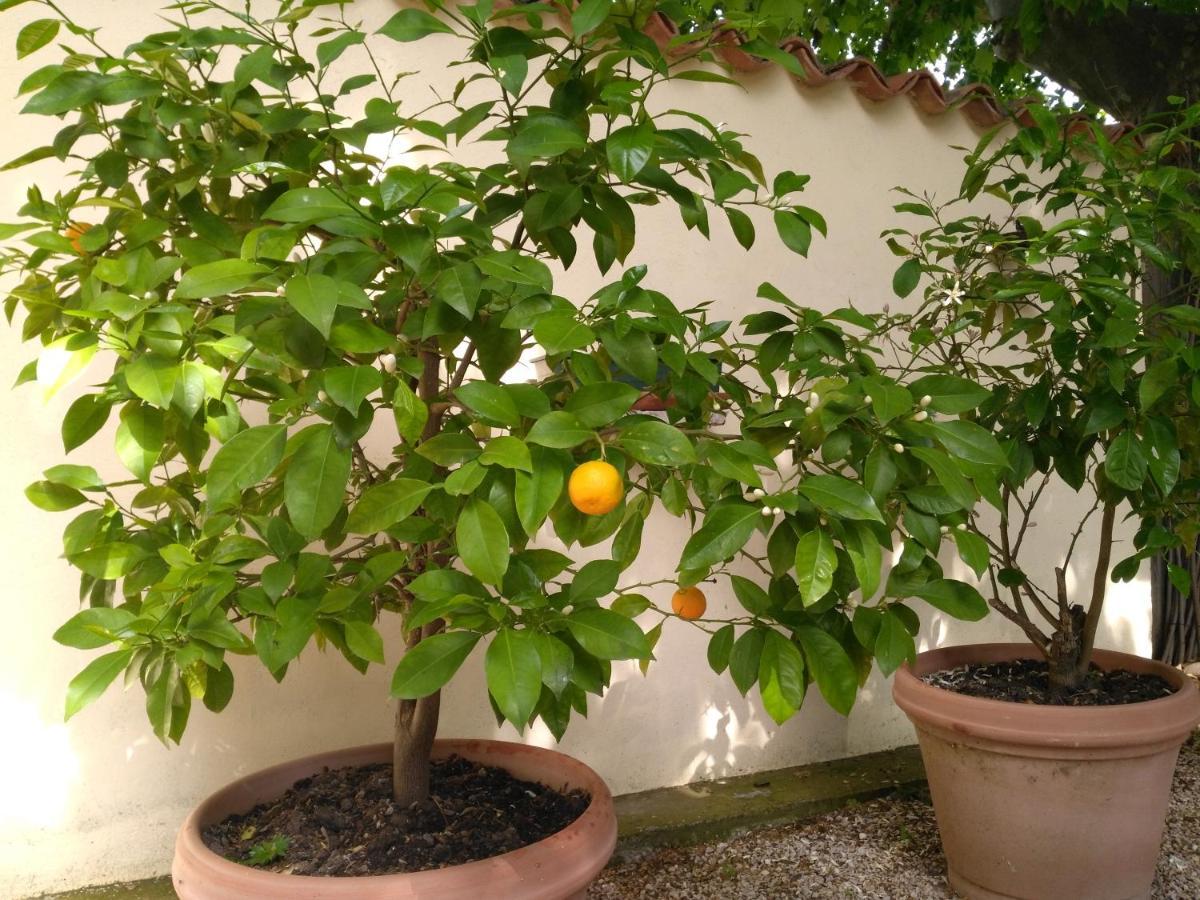 Bed and Breakfast Reve D'Emma Plan-dʼOrgon Esterno foto