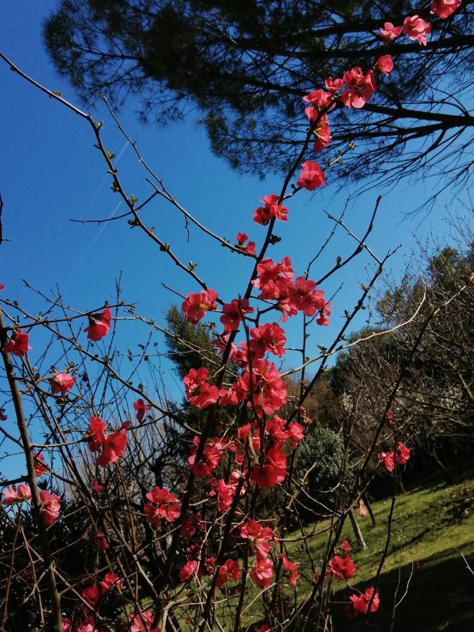 Bed and Breakfast Reve D'Emma Plan-dʼOrgon Esterno foto